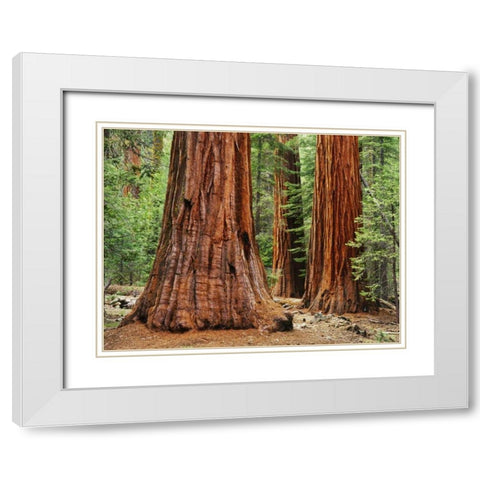 California, Yosemite NP Sequoia trees in forest White Modern Wood Framed Art Print with Double Matting by Flaherty, Dennis