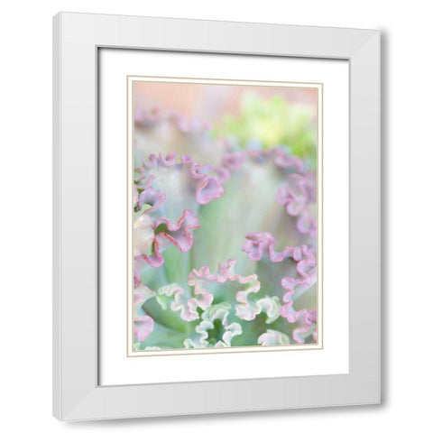 California, San Diego Abstract of succulent White Modern Wood Framed Art Print with Double Matting by Paulson, Don