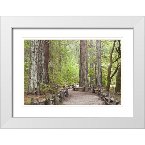 CA, Big Basin Redwoods SP, Trail through redwoods White Modern Wood Framed Art Print with Double Matting by Paulson, Don