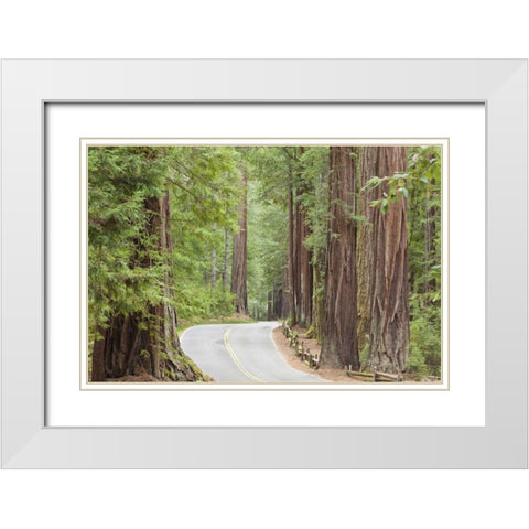CA, Road through redwoods in Big Basin Redwoods White Modern Wood Framed Art Print with Double Matting by Paulson, Don