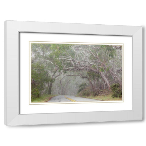 California Tree-lined road to Montana de Oro SP White Modern Wood Framed Art Print with Double Matting by Paulson, Don