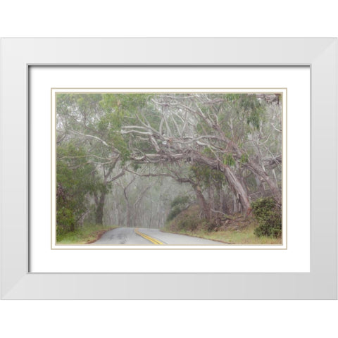 California Tree-lined road to Montana de Oro SP White Modern Wood Framed Art Print with Double Matting by Paulson, Don