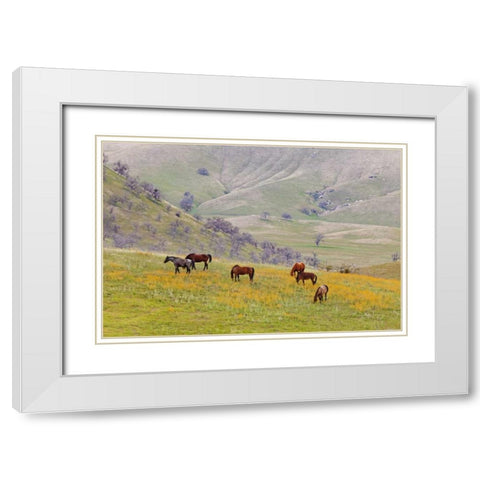 USA, California, Caliente Horses in meadow White Modern Wood Framed Art Print with Double Matting by Paulson, Don