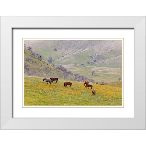 USA, California, Caliente Horses in meadow White Modern Wood Framed Art Print with Double Matting by Paulson, Don