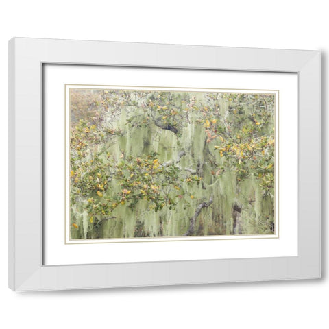 CA, Los Osos Oaks State Reserve Lichens on oak White Modern Wood Framed Art Print with Double Matting by Paulson, Don