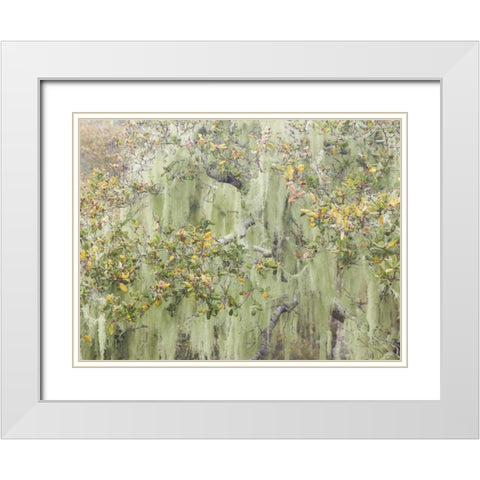 CA, Los Osos Oaks State Reserve Lichens on oak White Modern Wood Framed Art Print with Double Matting by Paulson, Don