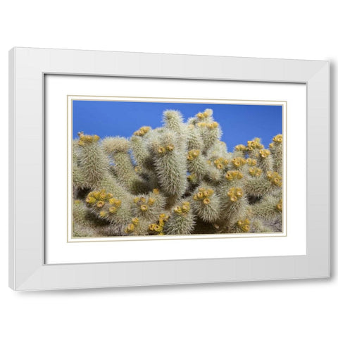 California, Joshua Tree NP Cholla cactus White Modern Wood Framed Art Print with Double Matting by Paulson, Don