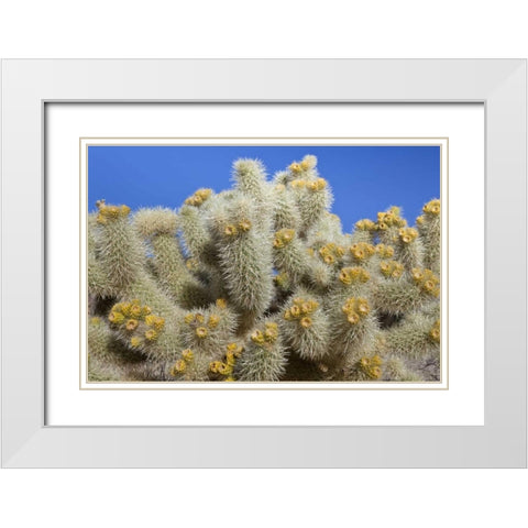 California, Joshua Tree NP Cholla cactus White Modern Wood Framed Art Print with Double Matting by Paulson, Don