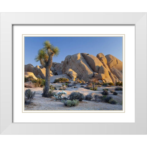 CA, Joshua Tree NP Joshua tree and boulders White Modern Wood Framed Art Print with Double Matting by Paulson, Don