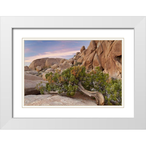 California, Joshua Tree NP Wind-blown juniper White Modern Wood Framed Art Print with Double Matting by Paulson, Don