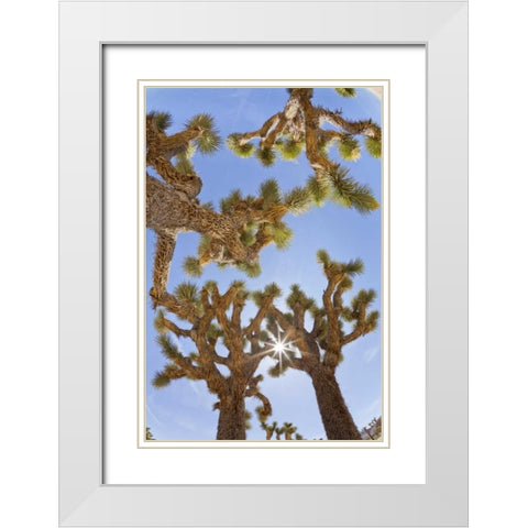CA, Joshua Tree NP Sunburst through Joshua trees White Modern Wood Framed Art Print with Double Matting by Paulson, Don