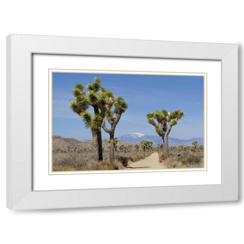 CA, Joshua Tree NP Joshua trees and mountains White Modern Wood Framed Art Print with Double Matting by Paulson, Don