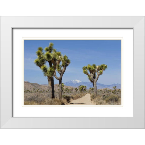 CA, Joshua Tree NP Joshua trees and mountains White Modern Wood Framed Art Print with Double Matting by Paulson, Don