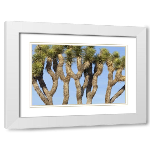 CA, Joshua Tree NP Joshua trees against the sky White Modern Wood Framed Art Print with Double Matting by Paulson, Don