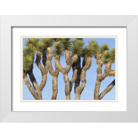 CA, Joshua Tree NP Joshua trees against the sky White Modern Wood Framed Art Print with Double Matting by Paulson, Don