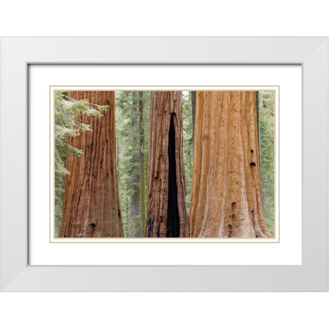 CA, Sequoia NP Trunks of giant sequoia trees White Modern Wood Framed Art Print with Double Matting by Paulson, Don