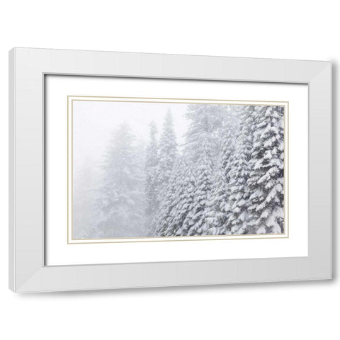 USA, California, Oakhurst Fir trees in snowfall White Modern Wood Framed Art Print with Double Matting by Paulson, Don
