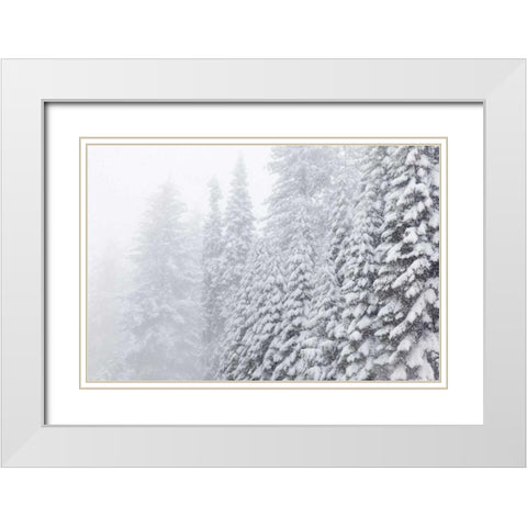 USA, California, Oakhurst Fir trees in snowfall White Modern Wood Framed Art Print with Double Matting by Paulson, Don