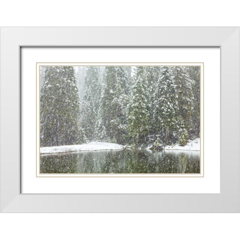CA, Oakhurst Fir trees reflect in pond in winter White Modern Wood Framed Art Print with Double Matting by Paulson, Don