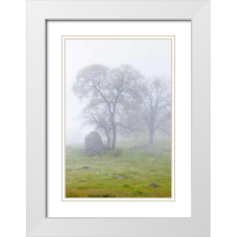 California, Bullion Mountain Oak trees in fog White Modern Wood Framed Art Print with Double Matting by Paulson, Don