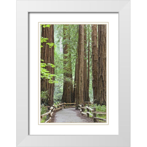 California Trail through Muir Woods NM in spring White Modern Wood Framed Art Print with Double Matting by Paulson, Don