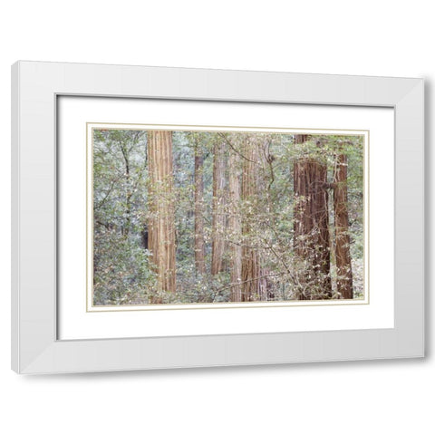 California Tres in Muir Woods NM in springtime White Modern Wood Framed Art Print with Double Matting by Paulson, Don