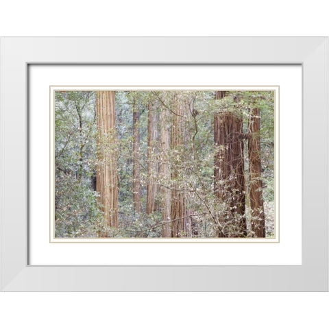 California Tres in Muir Woods NM in springtime White Modern Wood Framed Art Print with Double Matting by Paulson, Don