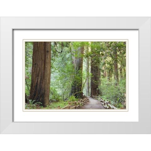 California Trail through Muir Woods NM in spring White Modern Wood Framed Art Print with Double Matting by Paulson, Don