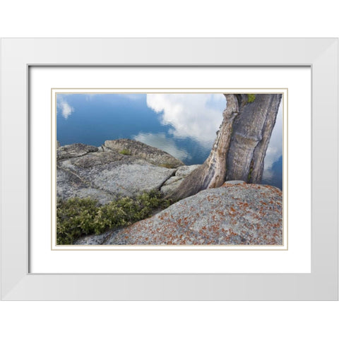 CA, Toiyabe NF Rocks and tree by Granite Lake White Modern Wood Framed Art Print with Double Matting by Paulson, Don