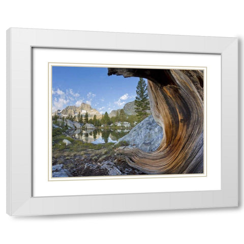 CA, Inyo NF, Garnet Lake Old pine and tarn White Modern Wood Framed Art Print with Double Matting by Paulson, Don
