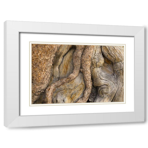 California, Inyo NF Gnarled pine tree trunk White Modern Wood Framed Art Print with Double Matting by Paulson, Don