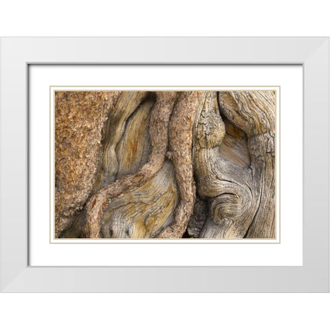 California, Inyo NF Gnarled pine tree trunk White Modern Wood Framed Art Print with Double Matting by Paulson, Don