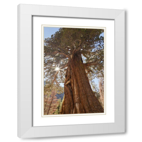 CA, Inyo NF Juniper tree on Shadow Lake trail White Modern Wood Framed Art Print with Double Matting by Paulson, Don