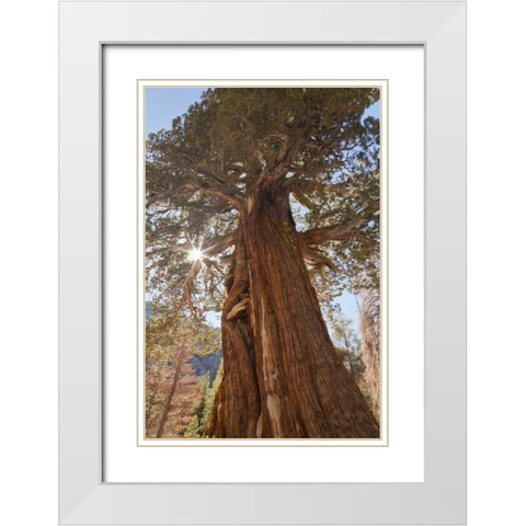 CA, Inyo NF Juniper tree on Shadow Lake trail White Modern Wood Framed Art Print with Double Matting by Paulson, Don