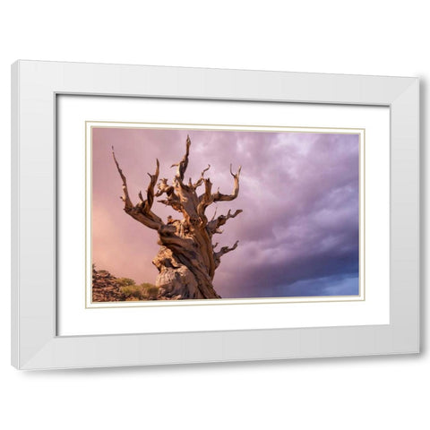 CA, Inyo NF, Bristlecone Forest The Sentinel White Modern Wood Framed Art Print with Double Matting by Paulson, Don