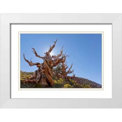 CA, Inyo NF, Bristlecone Forest The Sentinel White Modern Wood Framed Art Print with Double Matting by Paulson, Don