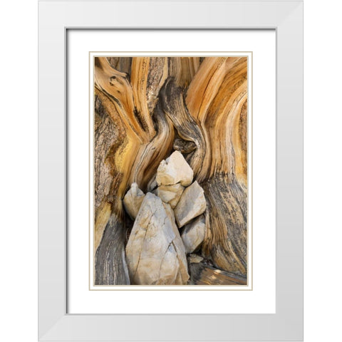 CA, Inyo NF Patterns in bristlecone pine wood White Modern Wood Framed Art Print with Double Matting by Paulson, Don