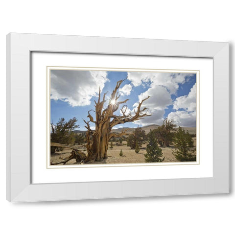 California, Inyo NF Bristlecone Pine Forest White Modern Wood Framed Art Print with Double Matting by Paulson, Don