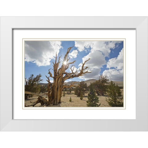 California, Inyo NF Bristlecone Pine Forest White Modern Wood Framed Art Print with Double Matting by Paulson, Don