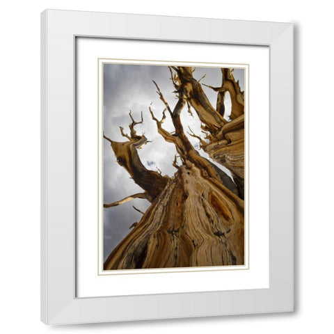 CA, Inyo NF  Ancient Bristlecone Pine Forest White Modern Wood Framed Art Print with Double Matting by Paulson, Don