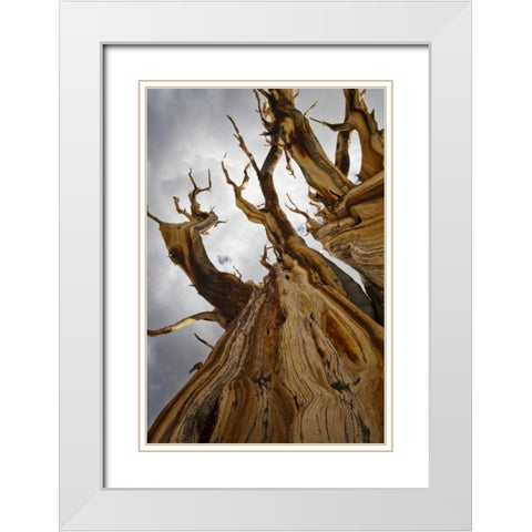 CA, Inyo NF  Ancient Bristlecone Pine Forest White Modern Wood Framed Art Print with Double Matting by Paulson, Don