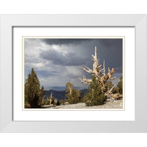 California, Inyo NF Bristlecone Pine Forest White Modern Wood Framed Art Print with Double Matting by Paulson, Don