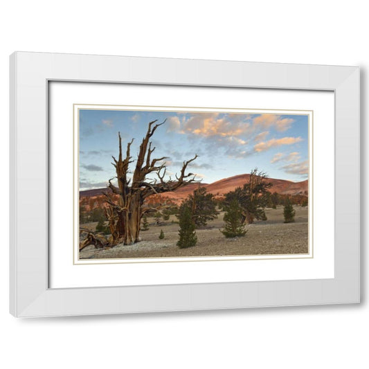 Perspective Image