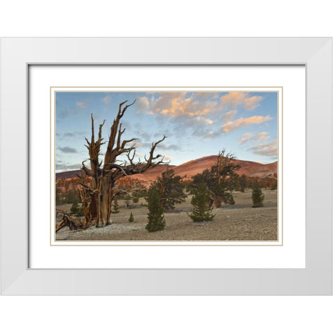 California, Inyo NF Bristlecone Pine Forest White Modern Wood Framed Art Print with Double Matting by Paulson, Don