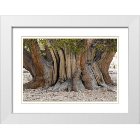 CA, Ancient Bristlecone Forest, The Patriarch White Modern Wood Framed Art Print with Double Matting by Paulson, Don