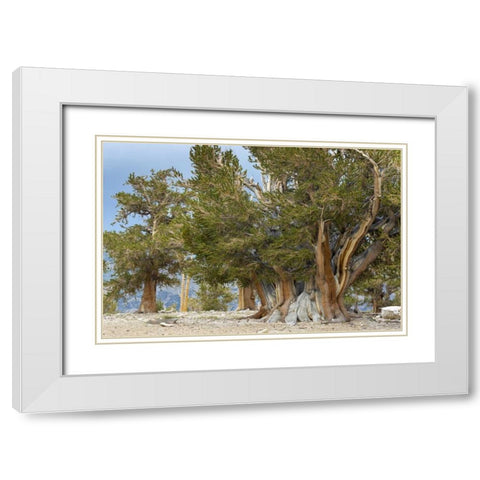 CA, Ancient Bristlecone Forest, The Patriarch White Modern Wood Framed Art Print with Double Matting by Paulson, Don