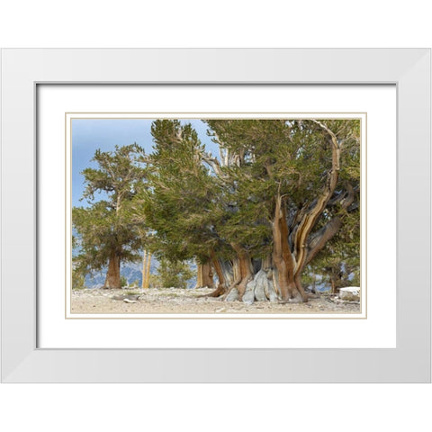 CA, Ancient Bristlecone Forest, The Patriarch White Modern Wood Framed Art Print with Double Matting by Paulson, Don