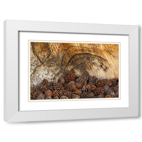 CA, Inyo NF Bristlecone pine cones White Modern Wood Framed Art Print with Double Matting by Paulson, Don