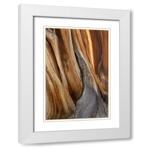 California, Inyo NF Patterns in bristlecone pine White Modern Wood Framed Art Print with Double Matting by Paulson, Don