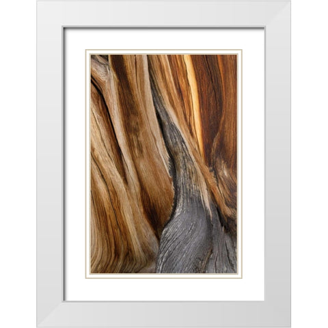 California, Inyo NF Patterns in bristlecone pine White Modern Wood Framed Art Print with Double Matting by Paulson, Don